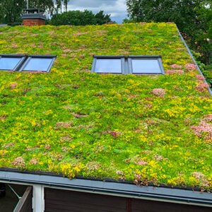 Trak za ozelenjene strehe